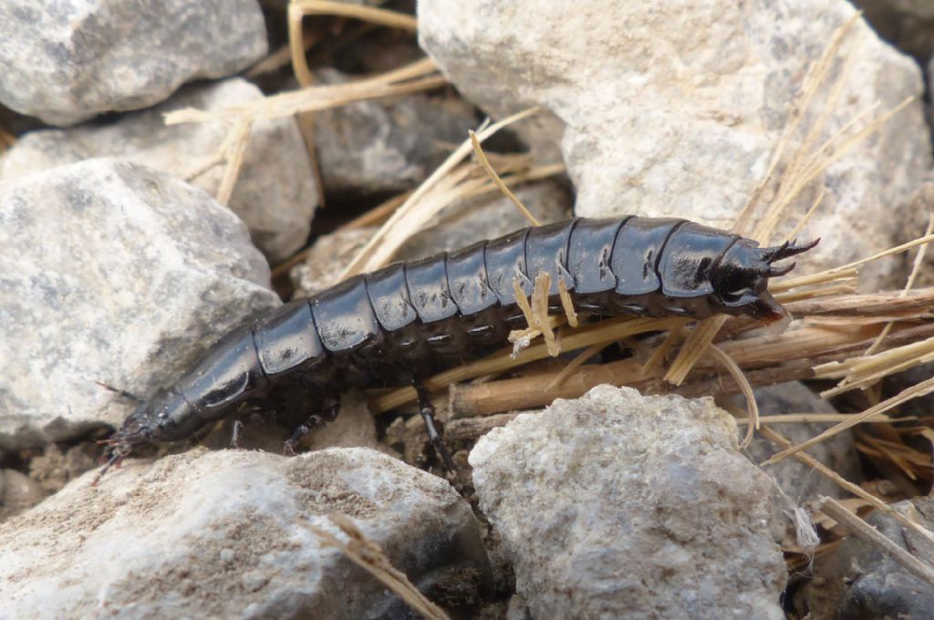 Che cos'' ?? Larva di Carabus sp.